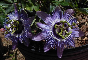 Betty Myles Young Passionflower, Passionvine, Passiflora x 'Betty Myles Young'